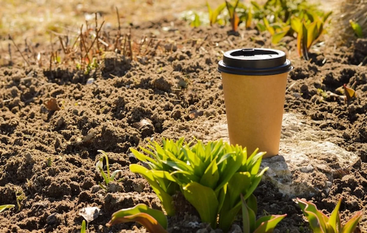 close up coffee grounds on soil with tomato plant