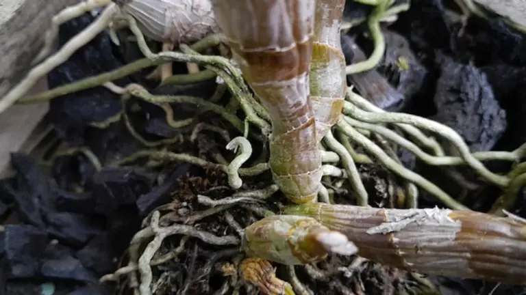 overwatered orchid roots closeup