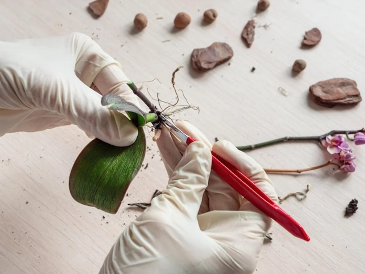 overwatered orchid roots closeup