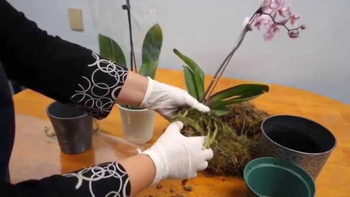 phalaenopsis orchid rescue care at home