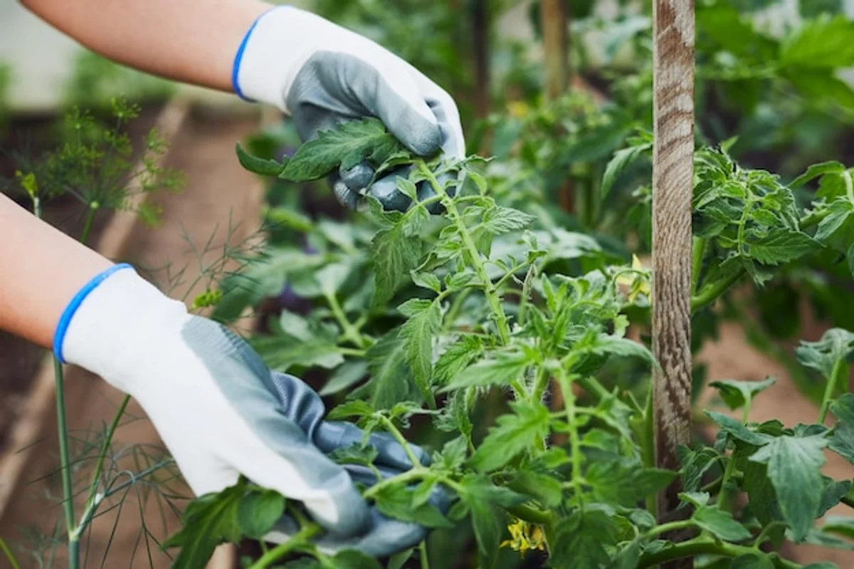 hands watering tomato plant backyard garden care