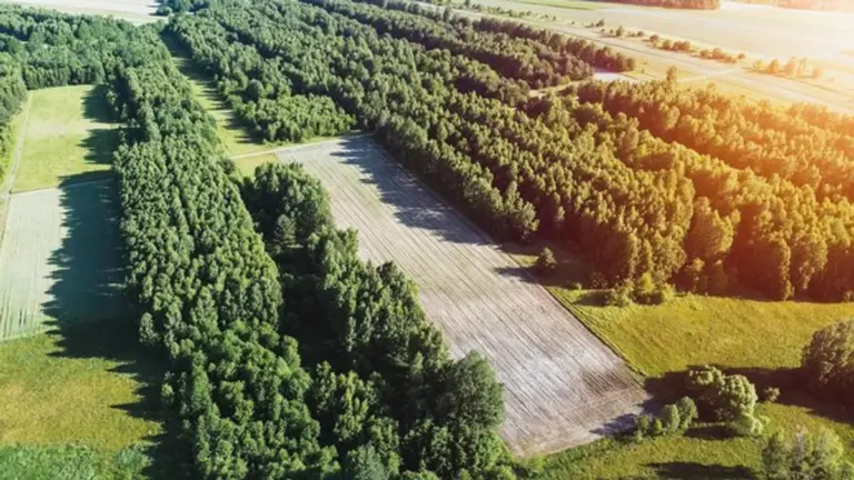 organic apple tree pest control in German garden