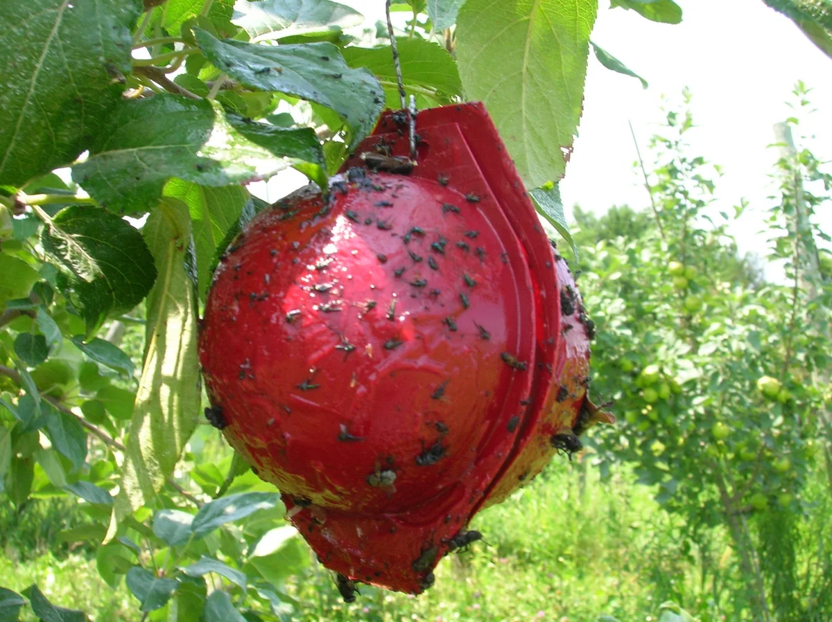 Apple maggot trap in organic German orchard