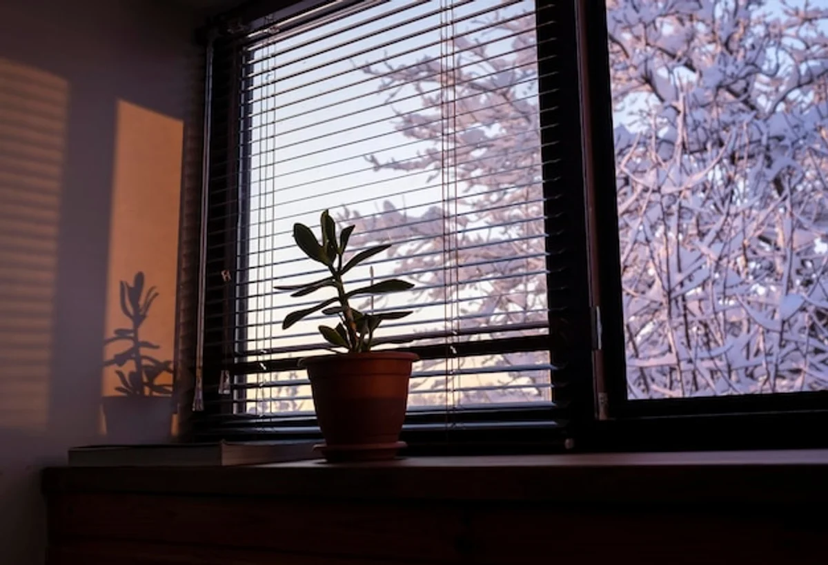 indoor plants winter windows cold light