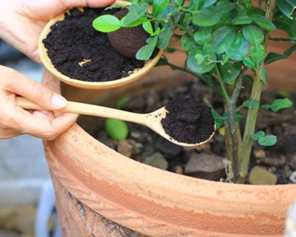 coffee grounds indoor plants sunlight fresh green leaves