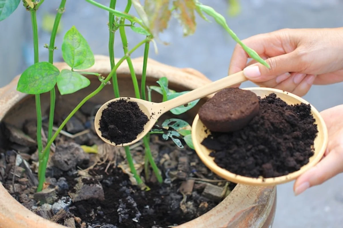 houseplants before after using coffee grounds fertilizer