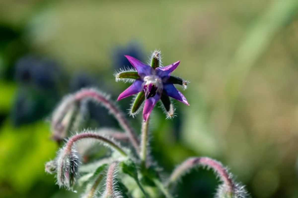 herb infused lawn with flowers close up