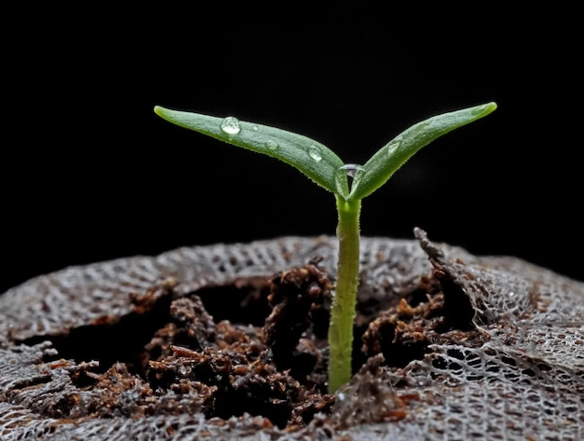 eggshell fertilizer closeup seedlings