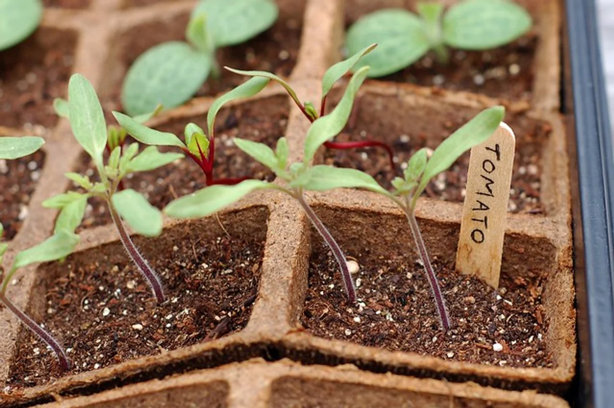 sprouting tomato plant protected eggshell mulch