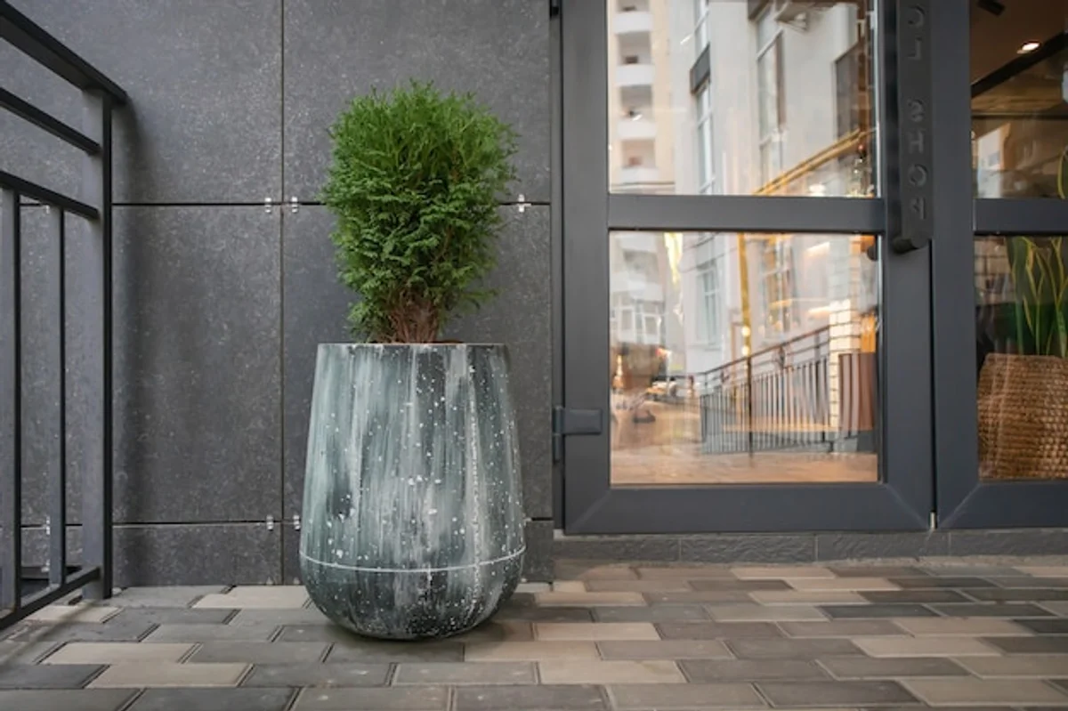 indoor Kentia palm in modern german apartment