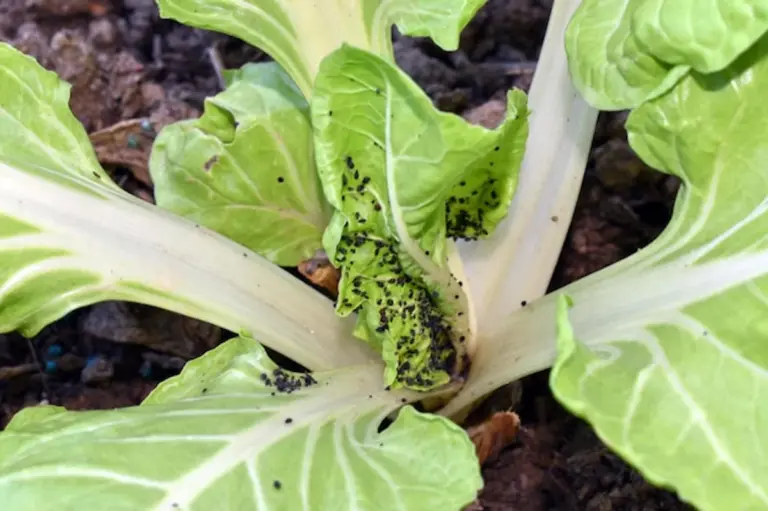 organic aphid control lettuce garden