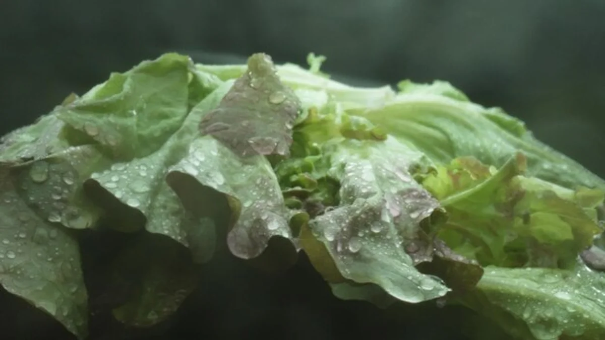 leaf aphids on lettuce macro natural
