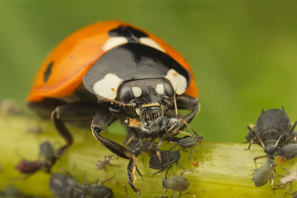 ladybugs and natural predators on lettuce aphids