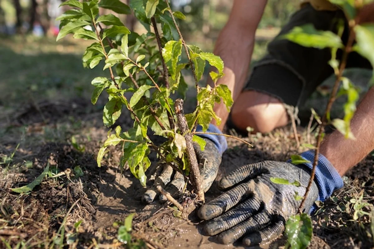 close-up senior hands spreading mulch under fruit tree