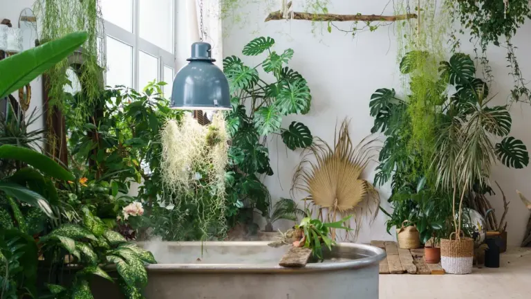 houseplants lighting mistakes German home