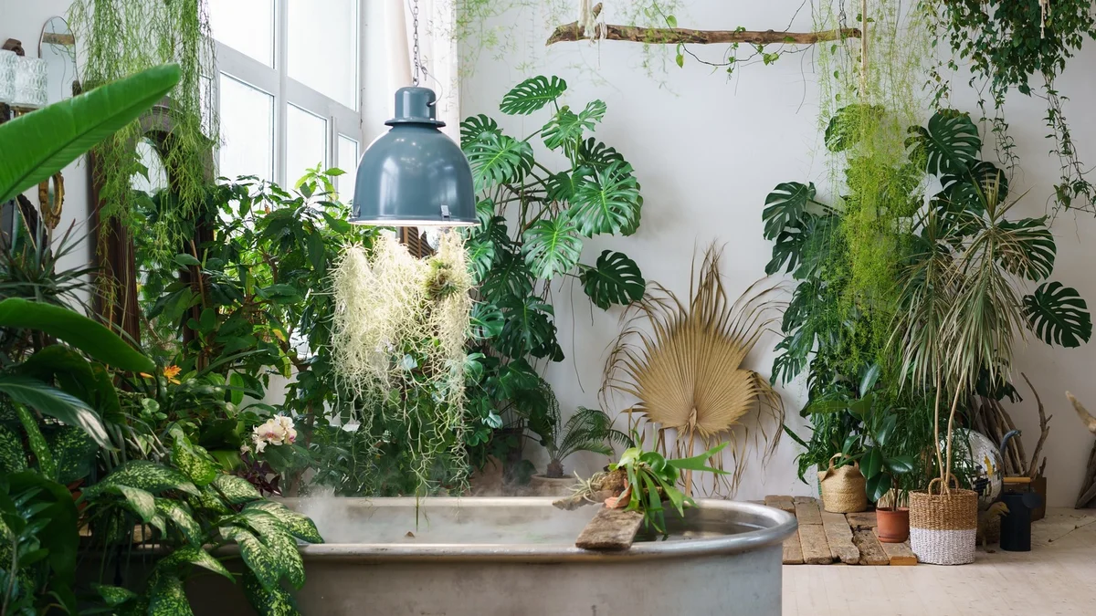 houseplants lighting mistakes German home