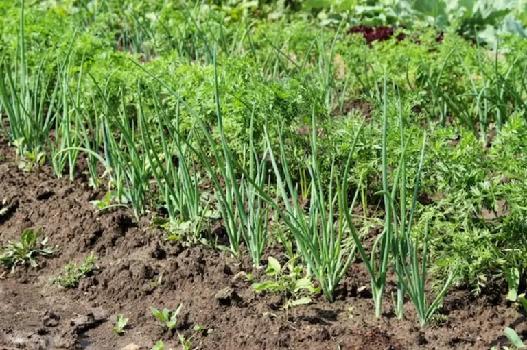 onion and carrot companion planting