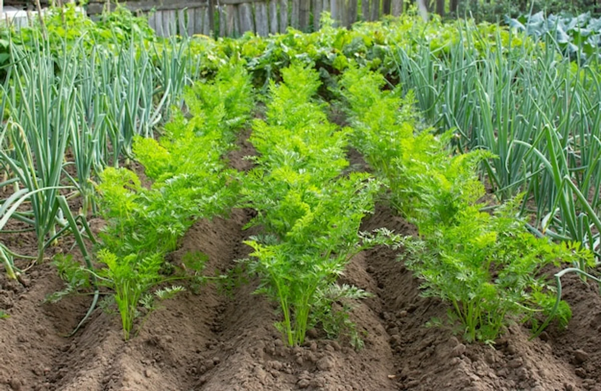 onion and carrot plants together in vegetable garden