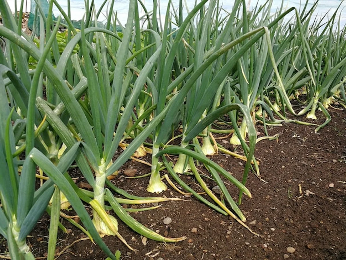 close up of mixed carrot and onion rows in garden