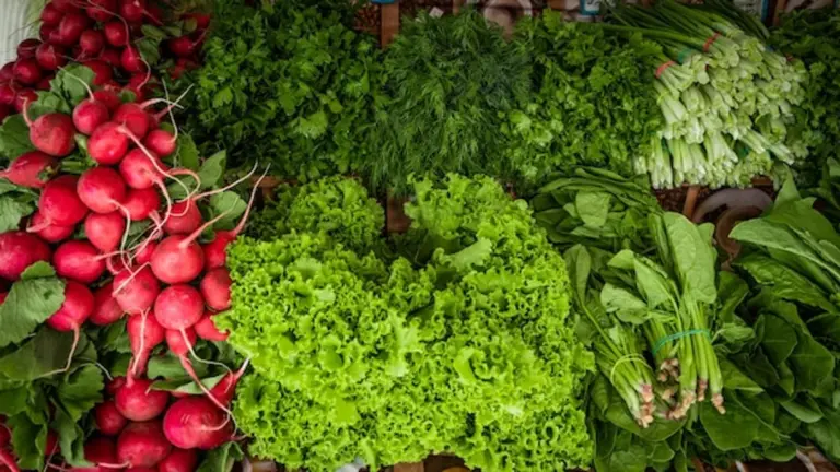 homegrown organic vegetable garden Germany