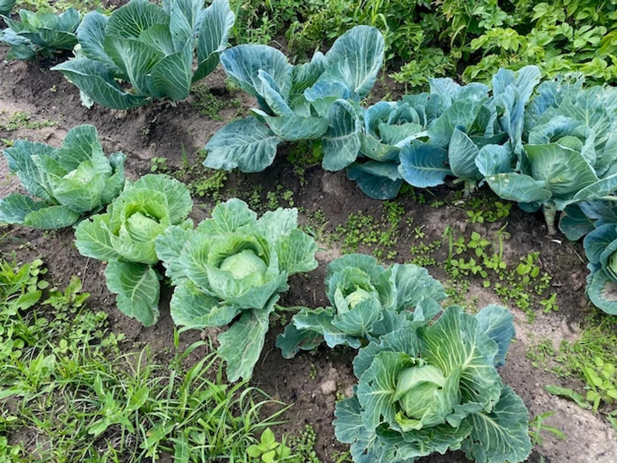 homegrown vegetables in backyard garden Germany