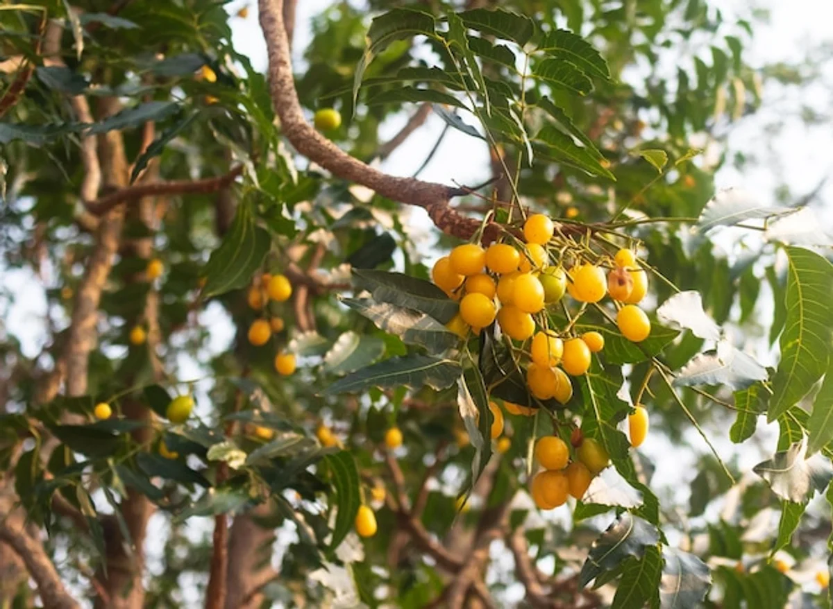 organic fruit tree care Germany