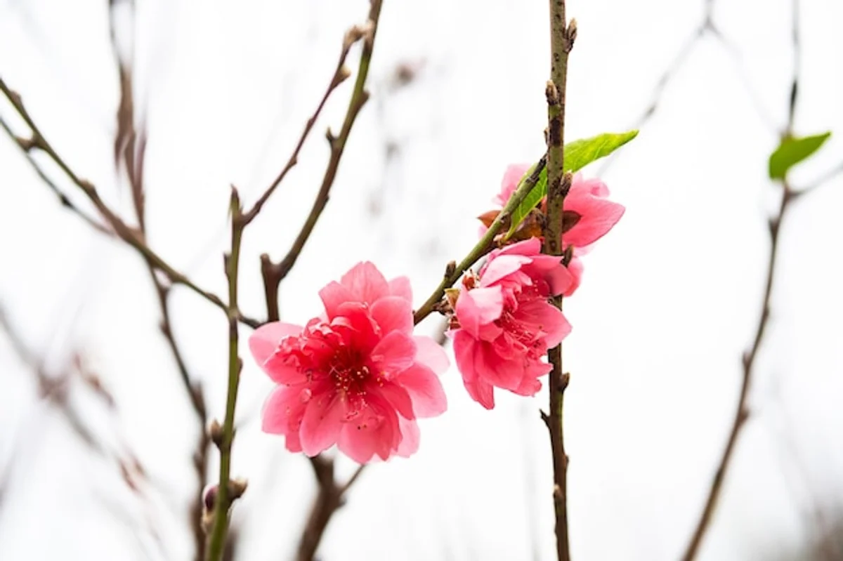 moon calendar gardening seeds spring