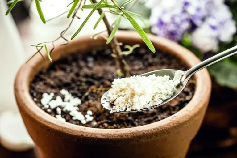 eggshells fertilizer pepper plants gardening