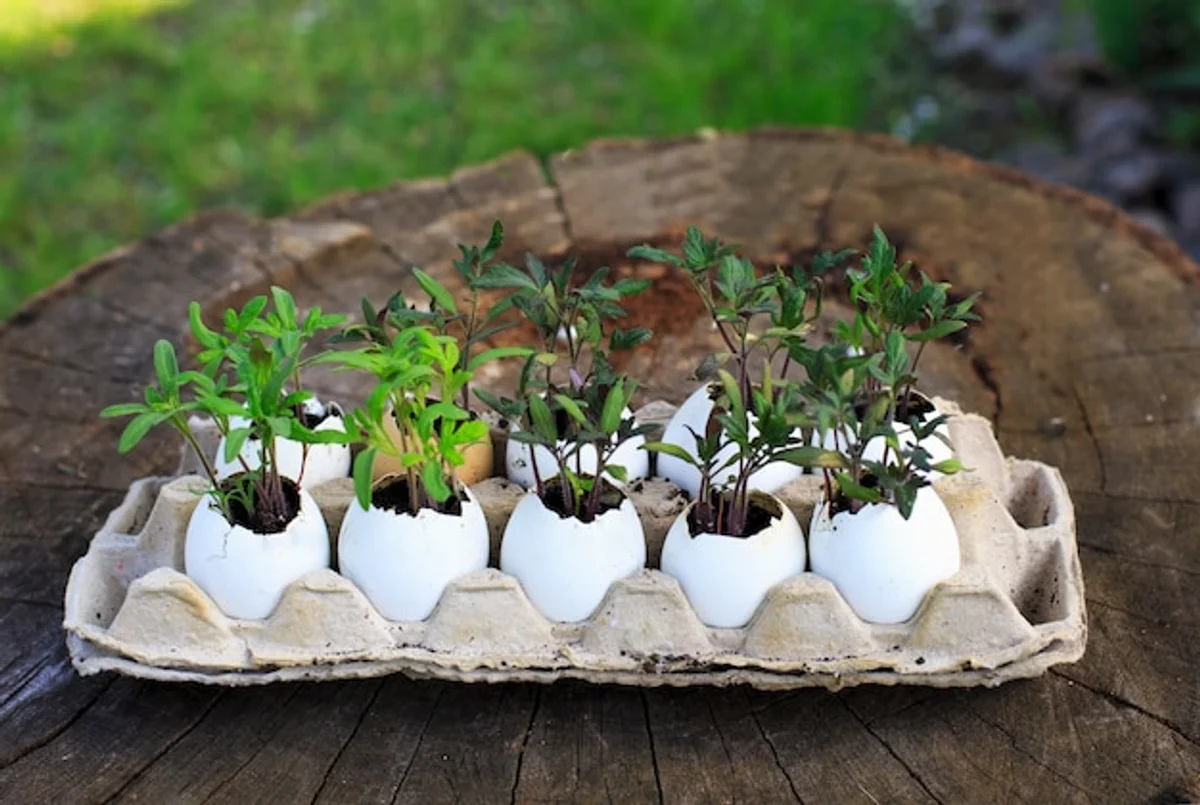 eggshells in garden with pepper seedling