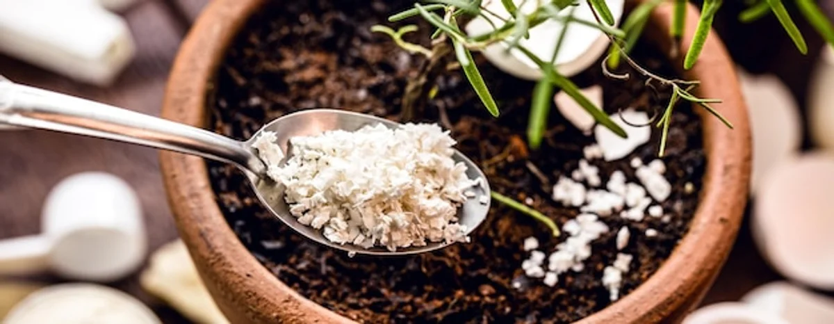 crushed eggshells as plant fertilizer with pepper plants