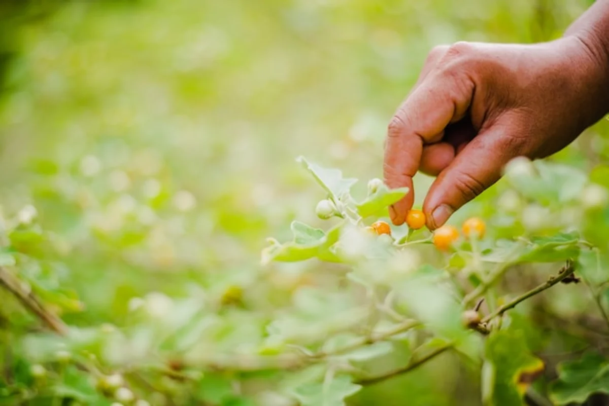 elderly woman picking fruits in garden, low maintenance fruit trees