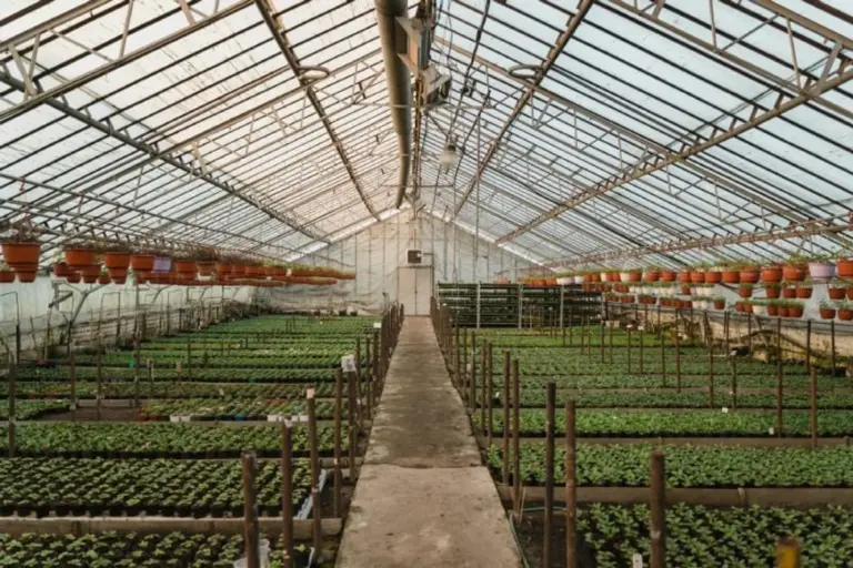 greenhouse ventilation mold risk prevention