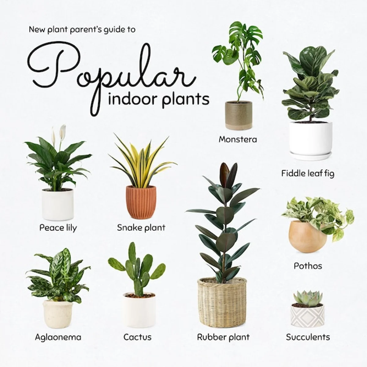 succulents in modern german apartments