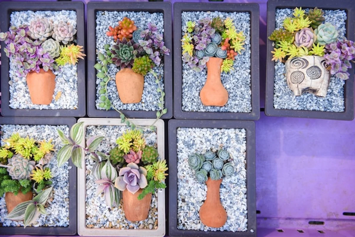 close up colorful succulents on office desk