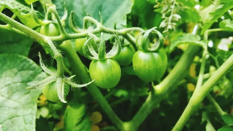natural tomato gardening tips organic closeup