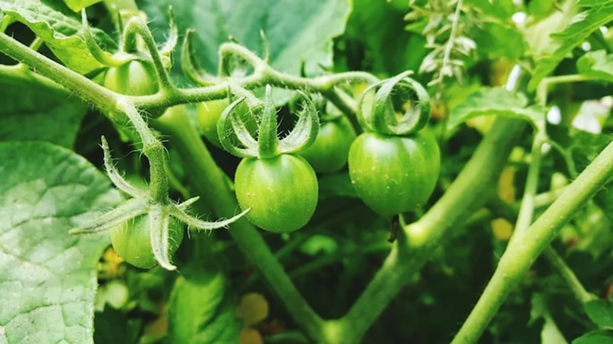 natural tomato gardening tips organic closeup