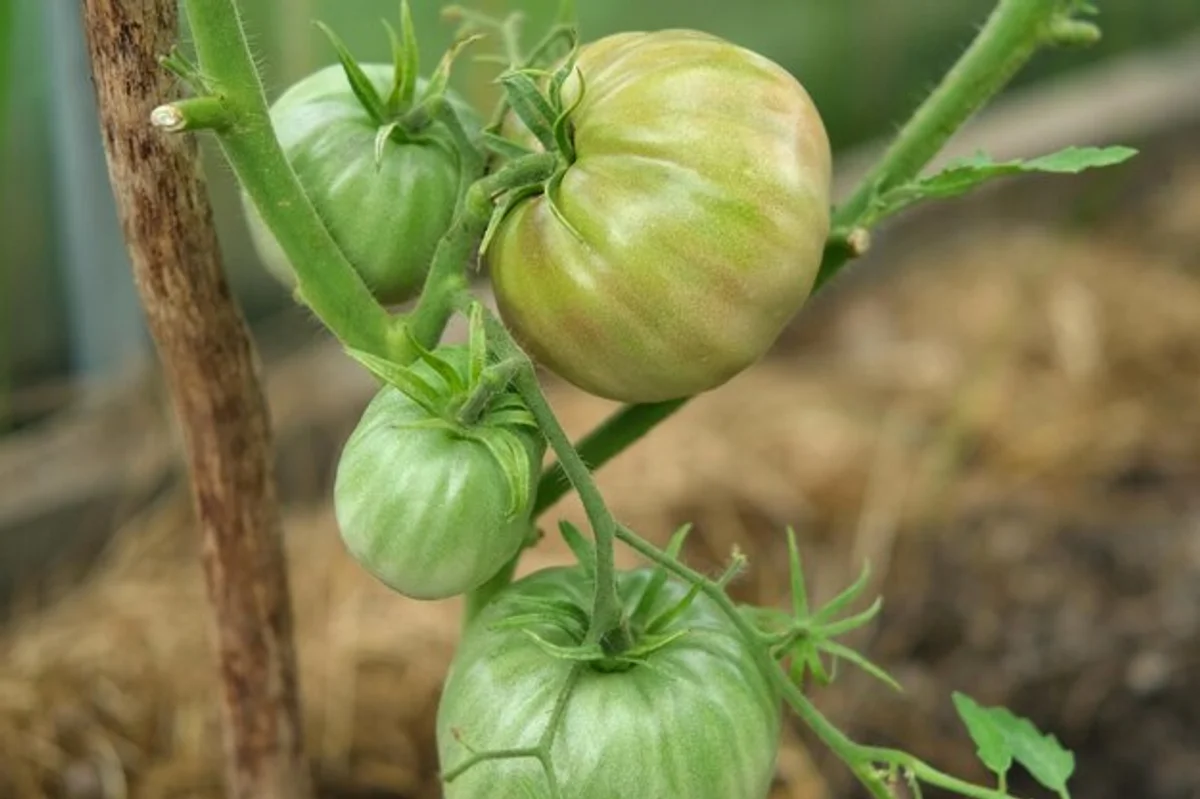 homegrown tomatoes in organic garden closeup