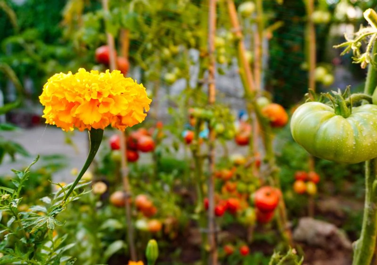 companion plants tomatoes basil calendula garden