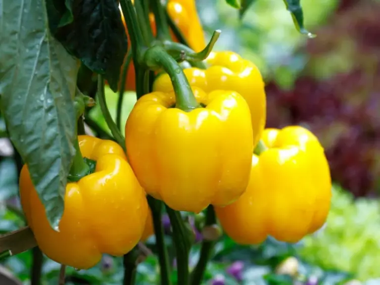 yellow paprikapflanze healthy vibrant garden