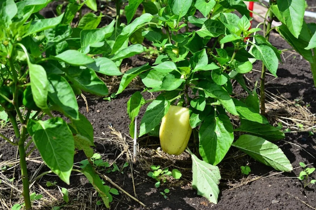 yellow leaves bell pepper plant closeup garden