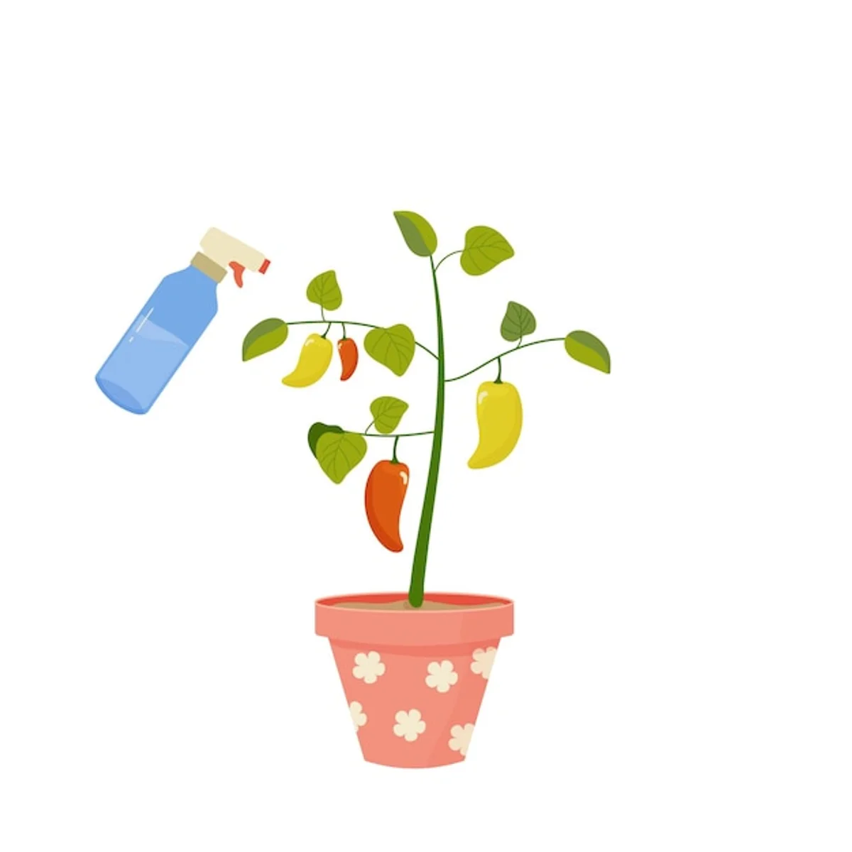 watering pepper plant with liquid fertilizer balcony