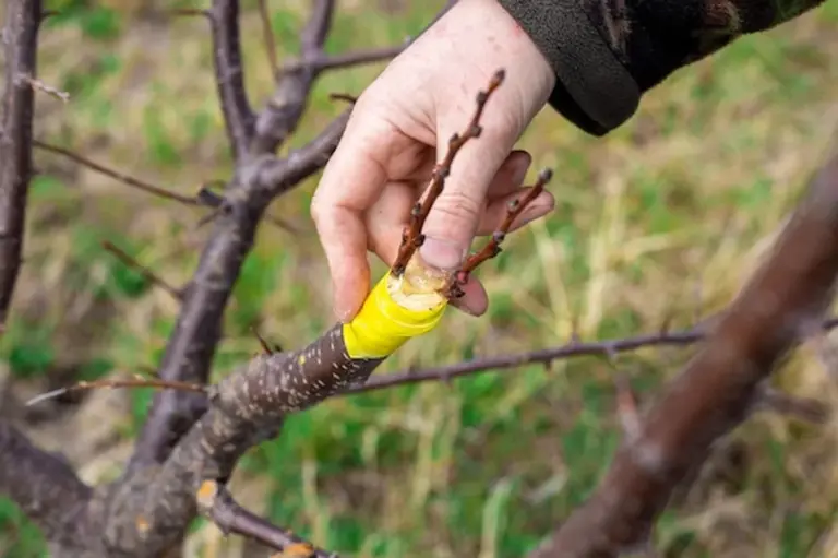 fruit tree pruning mistakes
