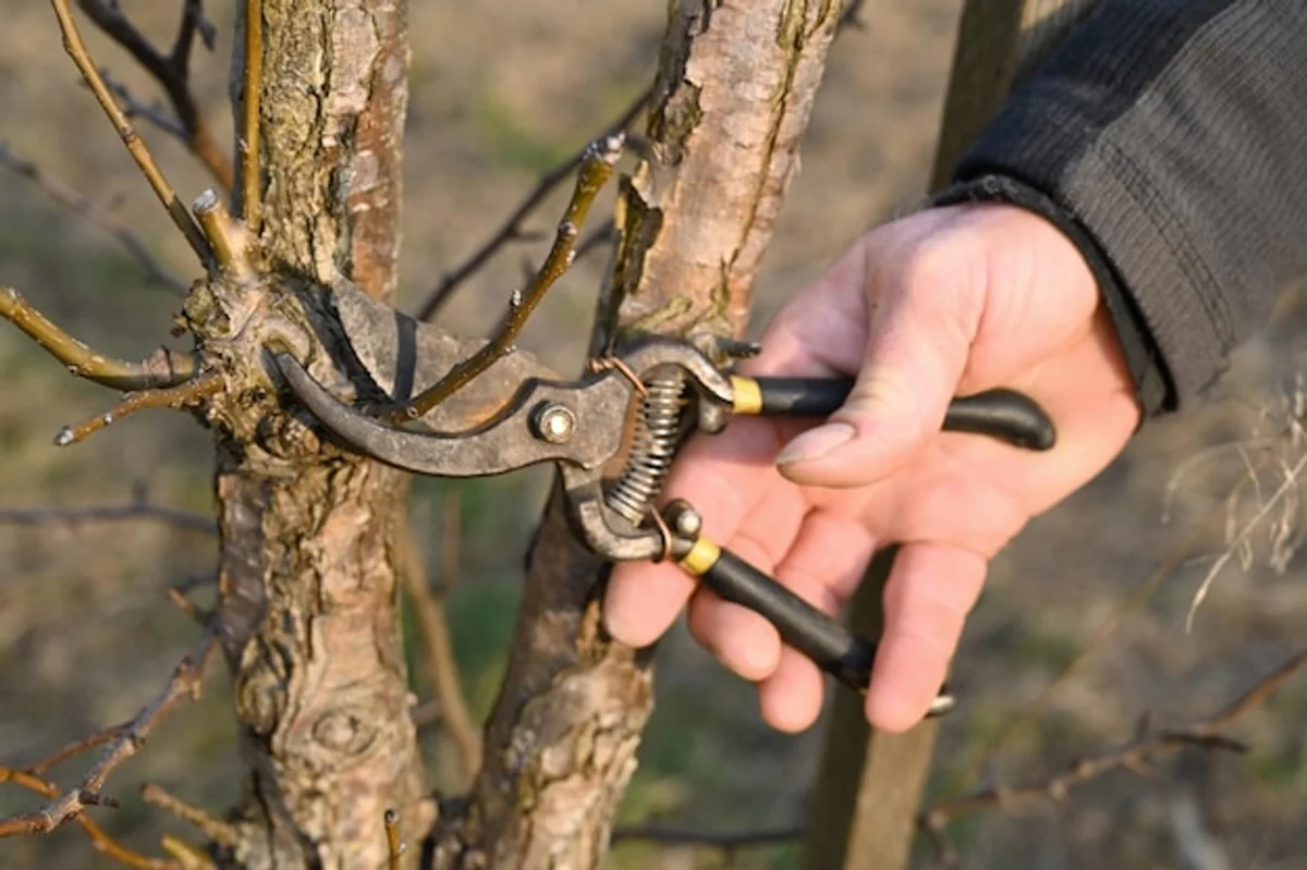 proper fruit tree pruning in spring garden
