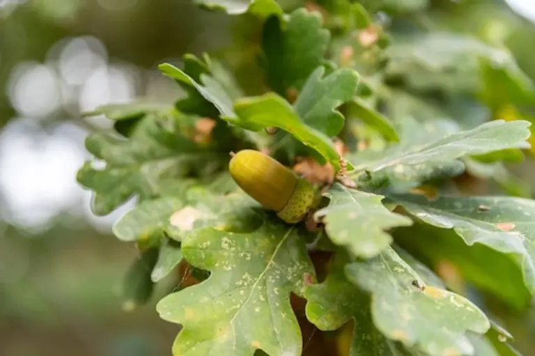 acorn sprouting close up