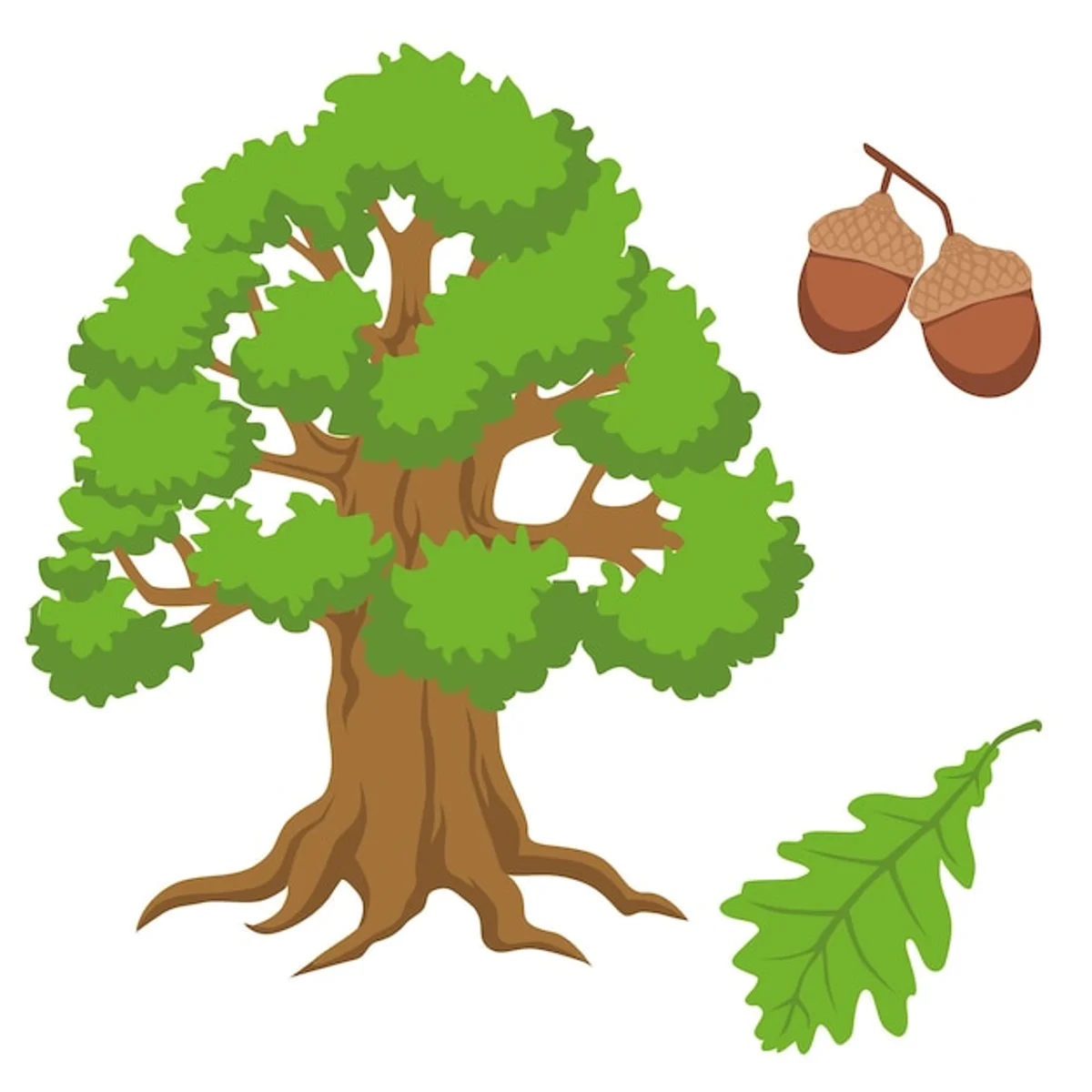 close up acorn sprouting roots white background