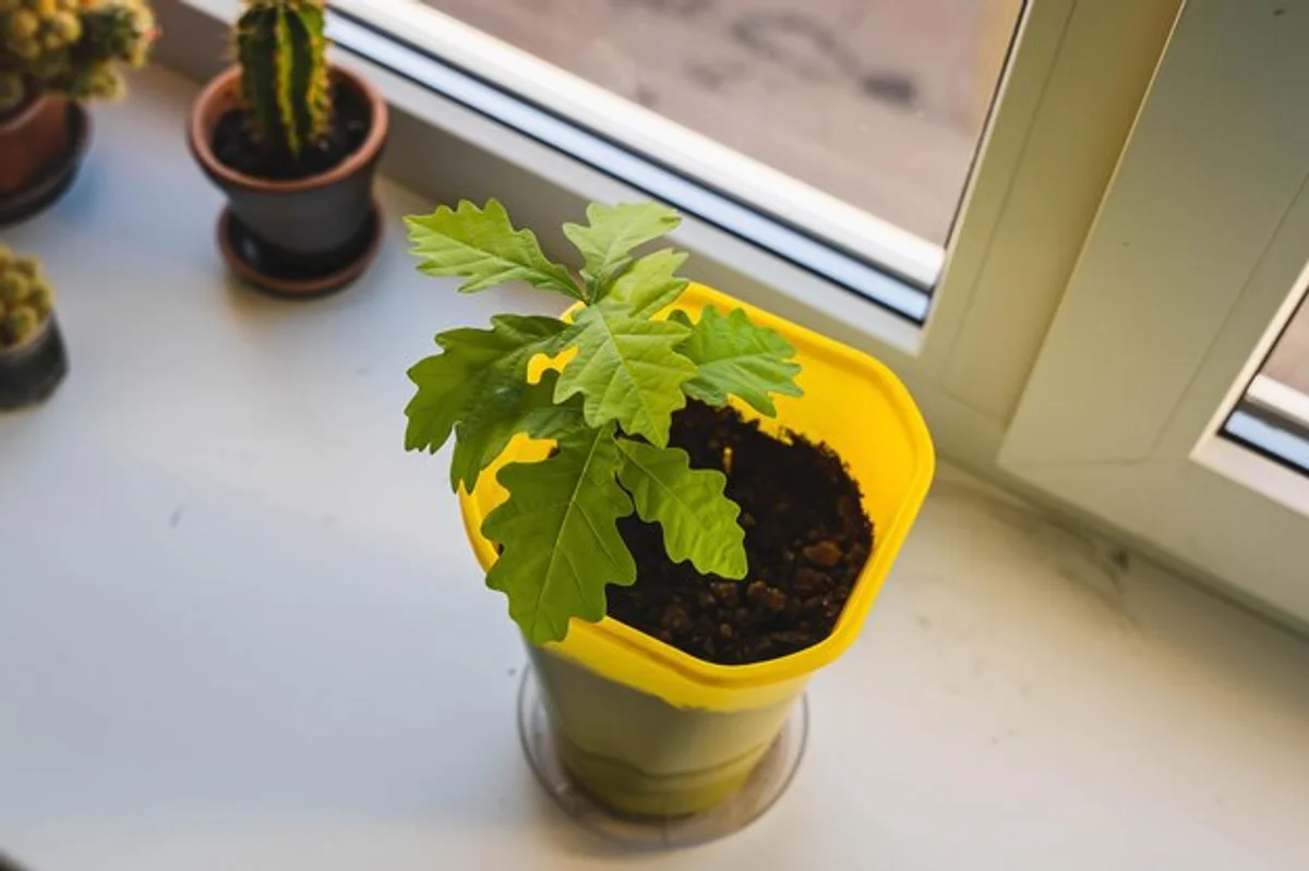 oak sapling in small pot on windowsill