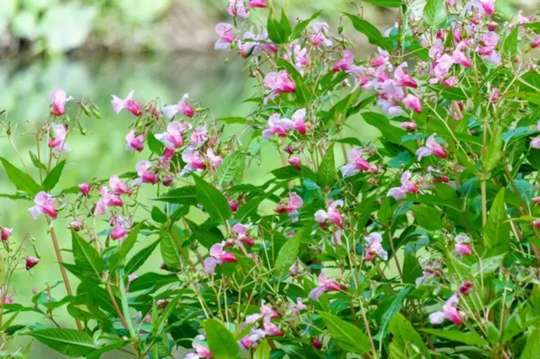 wildflowers biodiversity german garden