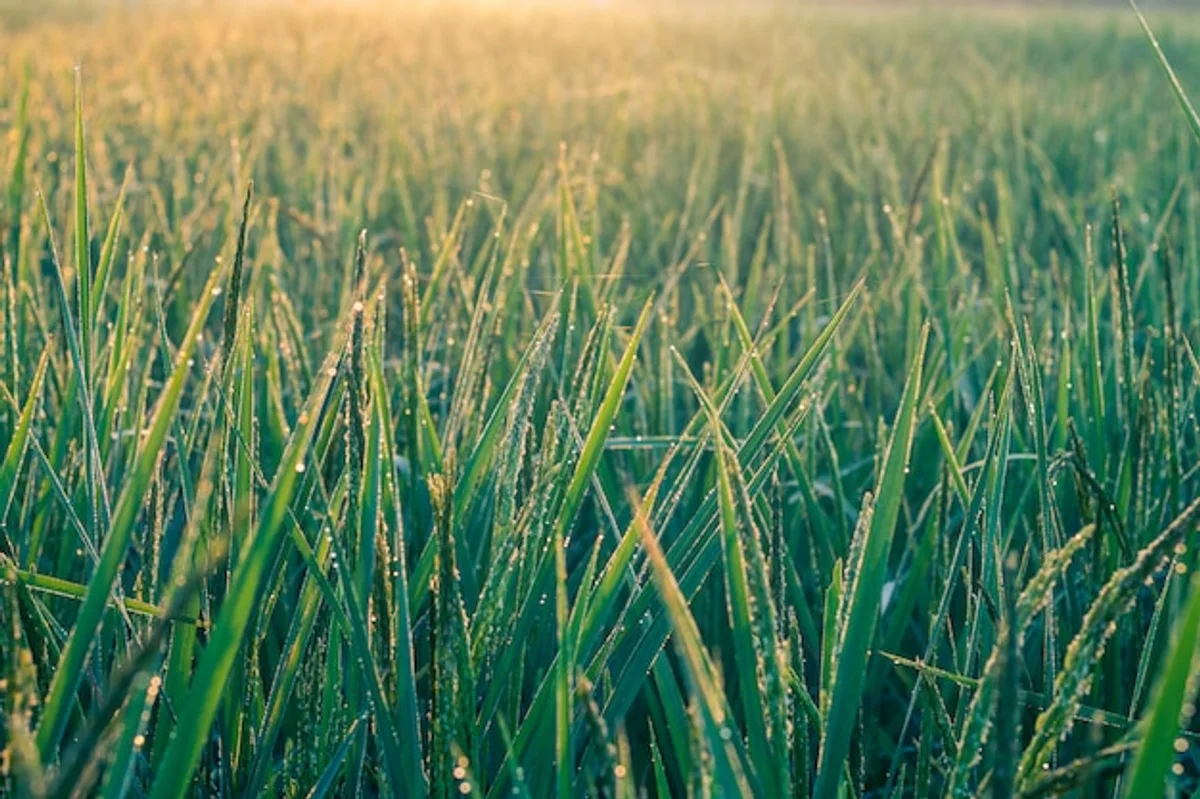 lush green lawn early morning sunshine