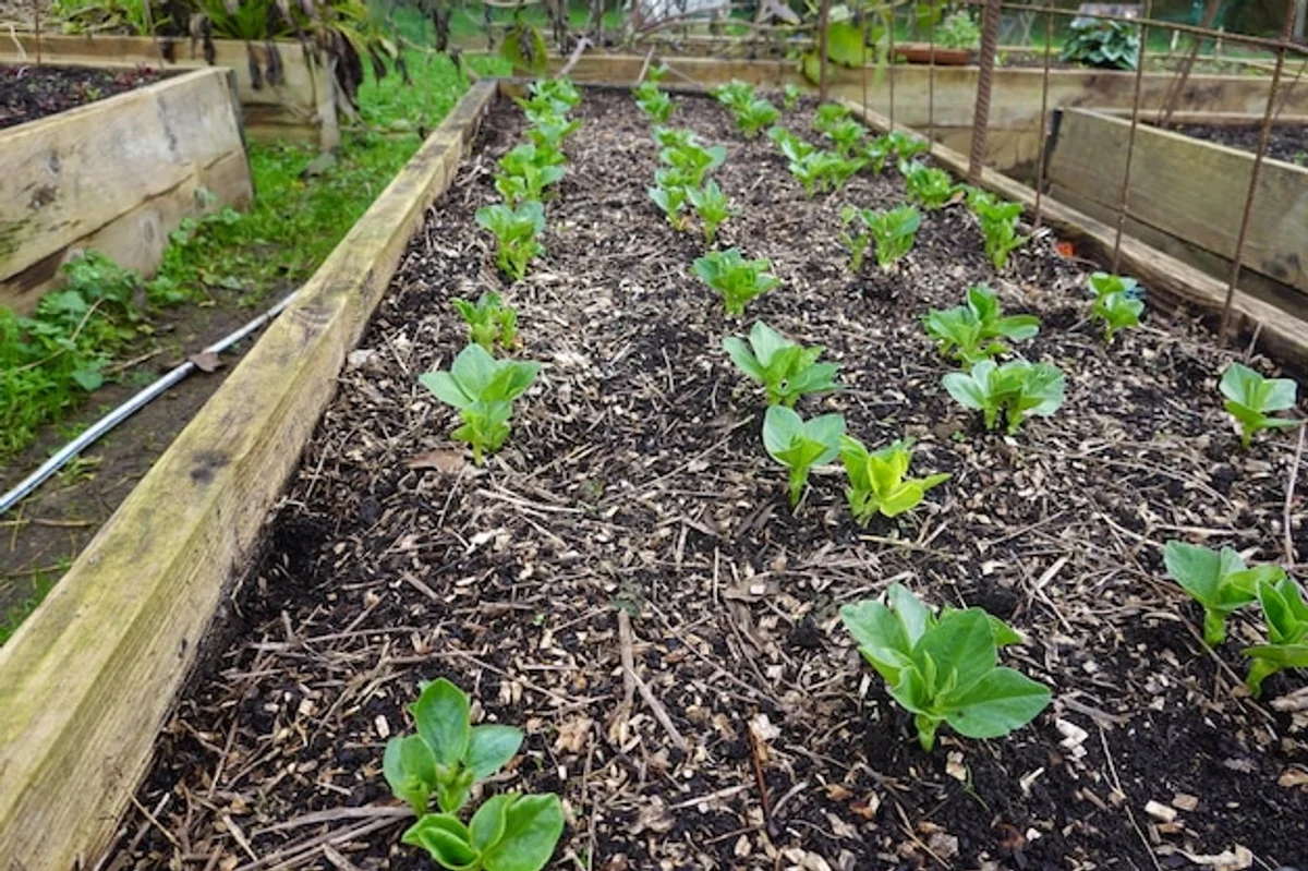 watering vegetables sunlight damage garden Germany