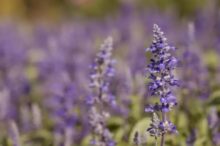 lavender plant coffee grounds garden close up